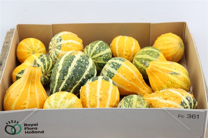 <h4>Sier Cuc P Groen Yellow Pear New!</h4>