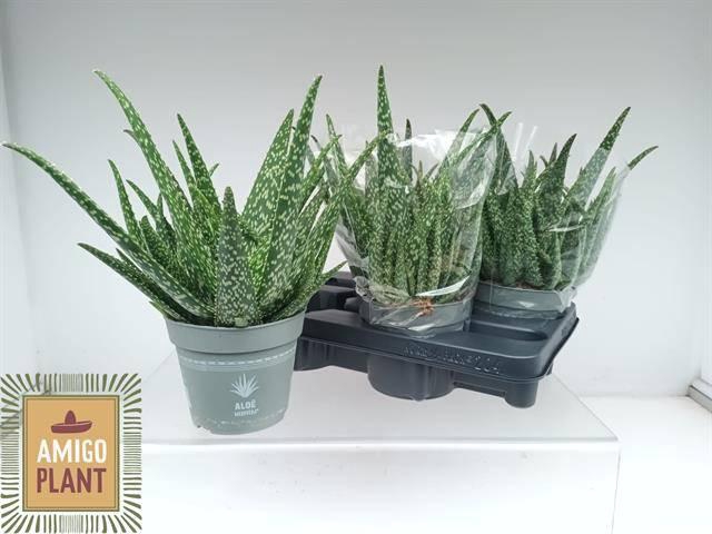 <h4>ALOE VERA</h4>