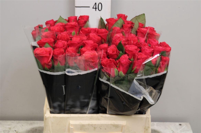 <h4>R Gr Tacazzi+</h4>