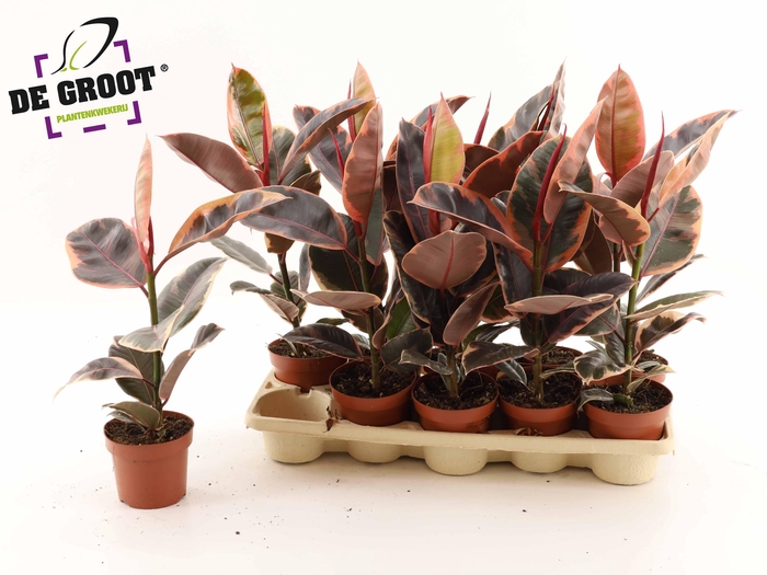 <h4>FIC EL BELIZE</h4>