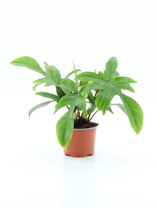 <h4>PHIL OVERIG</h4>