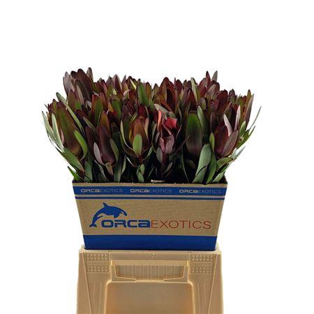 <h4>LEUCADENDRON SAFARI SUNSET</h4>