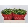 Hypericum Lucky Romance
