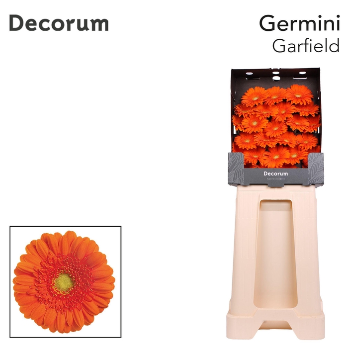 <h4>Germini Garfield Diamond</h4>