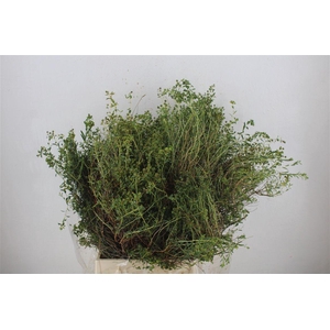 Euph Spinoza Medium 400gr P Bunch