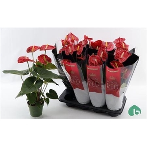 Anthu An Madural 5-6