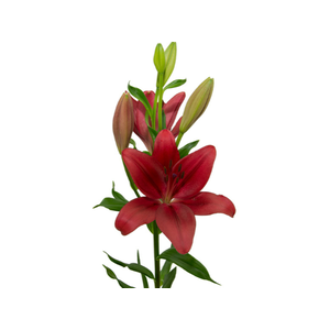 LIRIO DYNAMIX 080 CM HT 2/3 FLS VERMELHO
