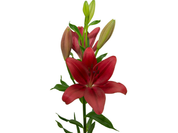 <h4>LIRIO DYNAMIX 080 CM HT 2/3 FLS VERMELHO</h4>