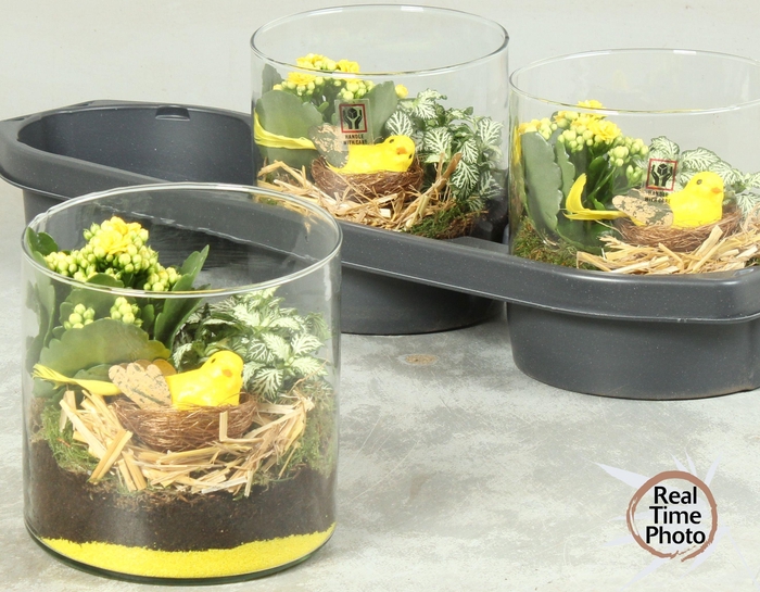 <h4>ARR KAMERPL</h4>