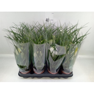 Tillandsia cyanea 'Biancini'