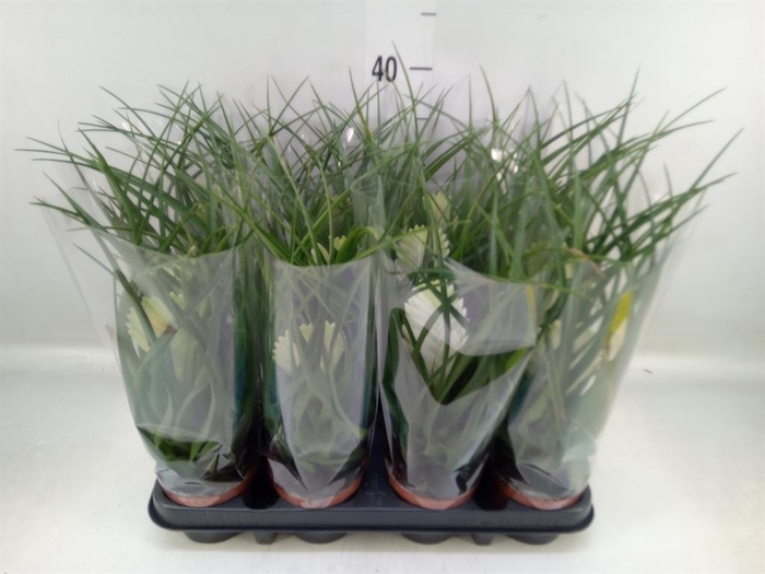 <h4>Tillandsia cyanea 'Biancini'</h4>