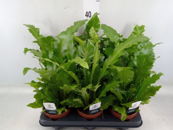 <h4>Asplenium nidus 'Campio'</h4>