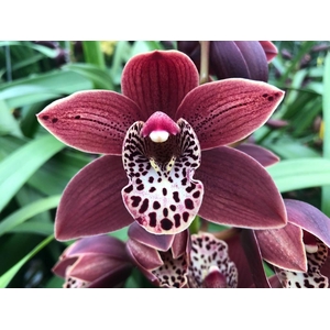 CYMB MI GOING WEST Leekade X24 20% extra packed