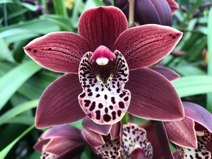 <h4>Cymb Mi Going West Leekade X15</h4>