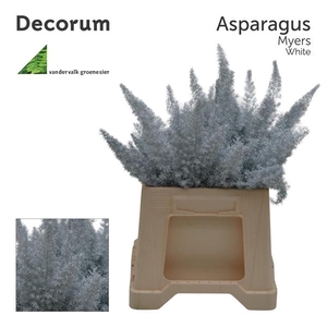 Asp myers 50cm White