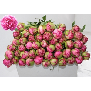 Alexander Fleming 60cm 2-3