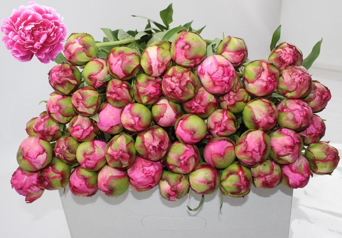 <h4>Alexander Fleming 55cm 2-3</h4>