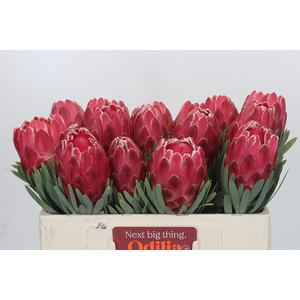 Protea Venus
