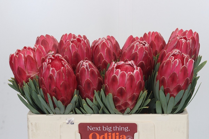 <h4>Protea Venus</h4>