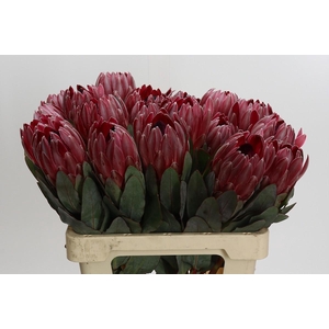 Protea Sharon