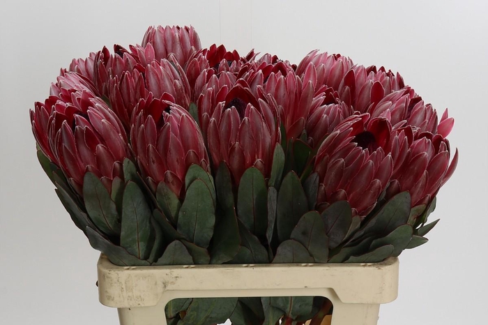 <h4>Protea Sharon</h4>
