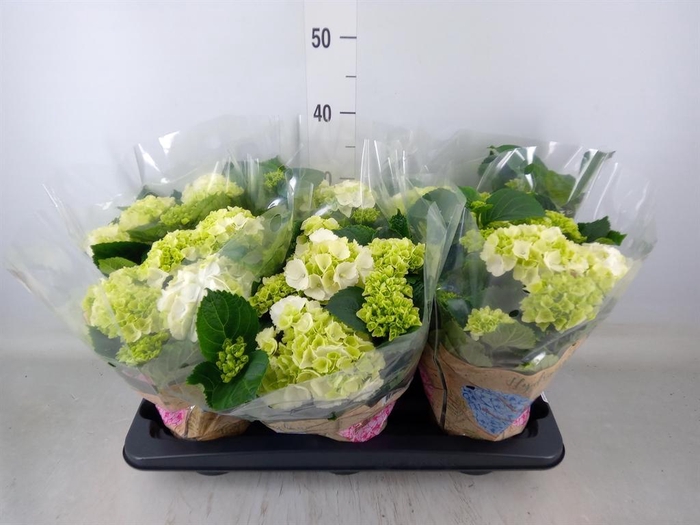<h4>Hydrangea mac. 'Schneeball'</h4>