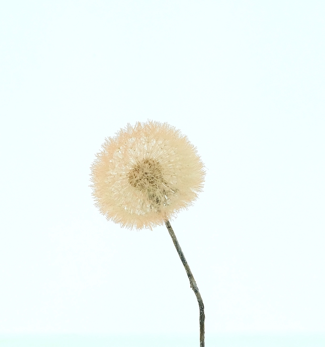 <h4>Dried Bleached Dandelion Cartier</h4>