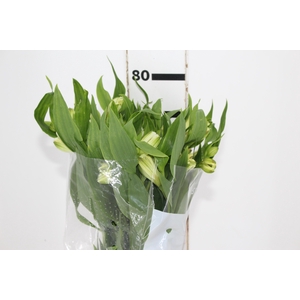 ALSTROEMERIA WHITNEY 080 CM