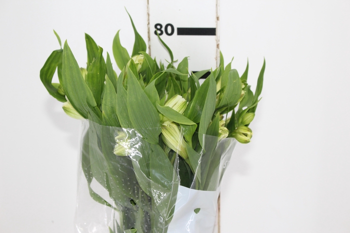 <h4>ALSTROEMERIA WHITNEY 080 CM</h4>