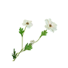 Ranunculus Butterfly White