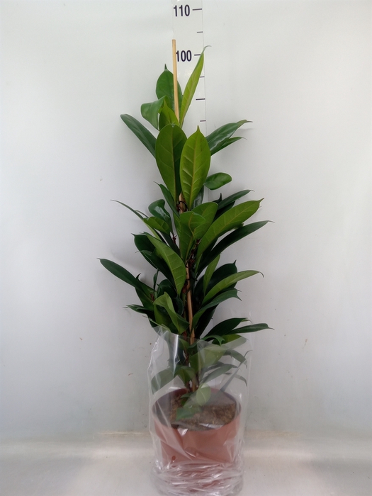 <h4>Ficus cyathistipula</h4>