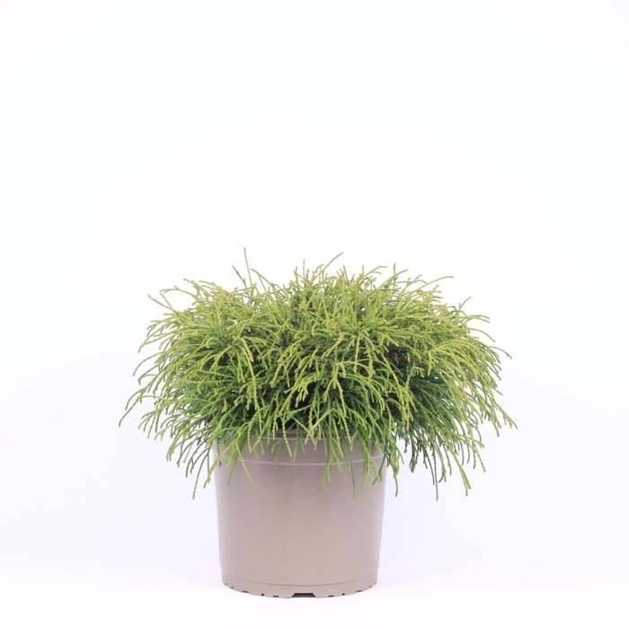 <h4>Chamaecyparis Filifera Na</h4>