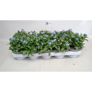 Myosotis sylv. 'Mon Amie'