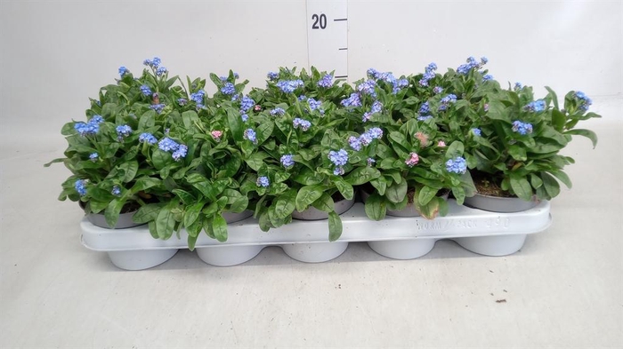 <h4>Myosotis sylv. 'Mon Amie'</h4>