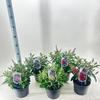 Buddleja Butterfly Candy Gemengd