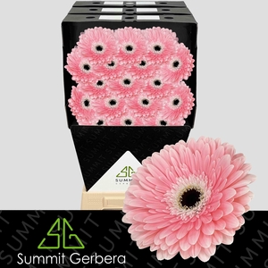 Gerbera Graceland Diamond
