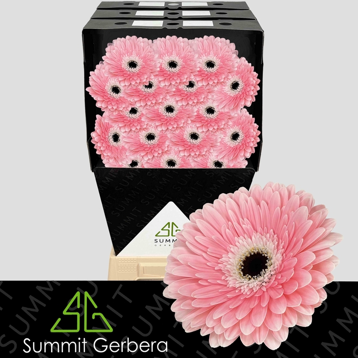 <h4>Gerbera Graceland Diamond</h4>