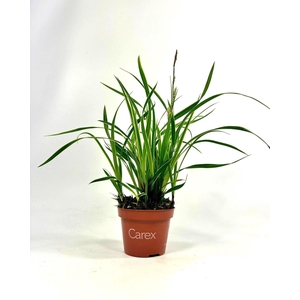Carex morrowii Ice Dance