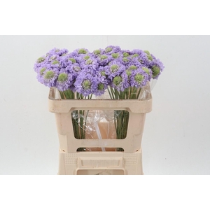 Scab AT Lavendel Scoop