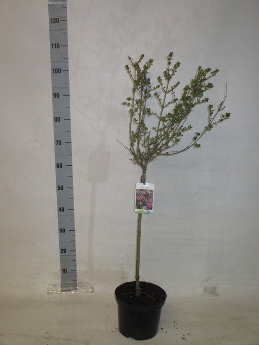 <h4>SYRI MEY PALIBIN</h4>