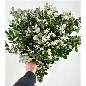 PITTOSPORUM RALPHY GRAIN 200 GR