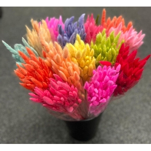 Dried Lagurus Mixemmer