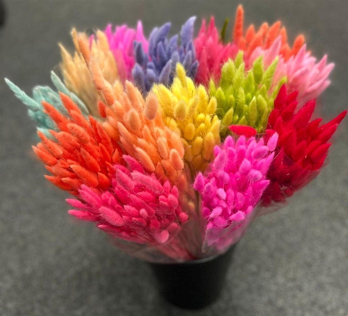 Dried Lagurus Mixemmer