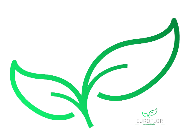 PAPERY CORD 25MX4MM LAVENDER