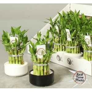 DRA LUCKY BAMBOO