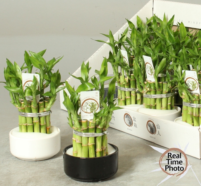<h4>DRA LUCKY BAMBOO</h4>