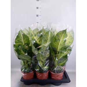 Dieffenbachia  'Mars'