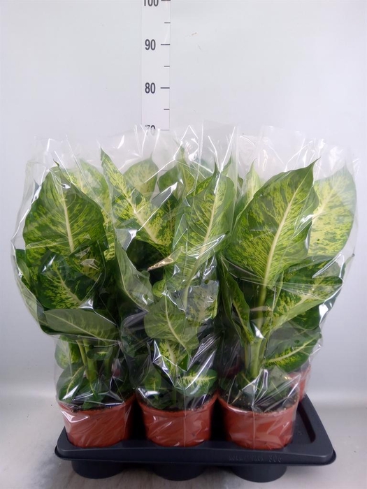 <h4>Dieffenbachia 'Mars'</h4>