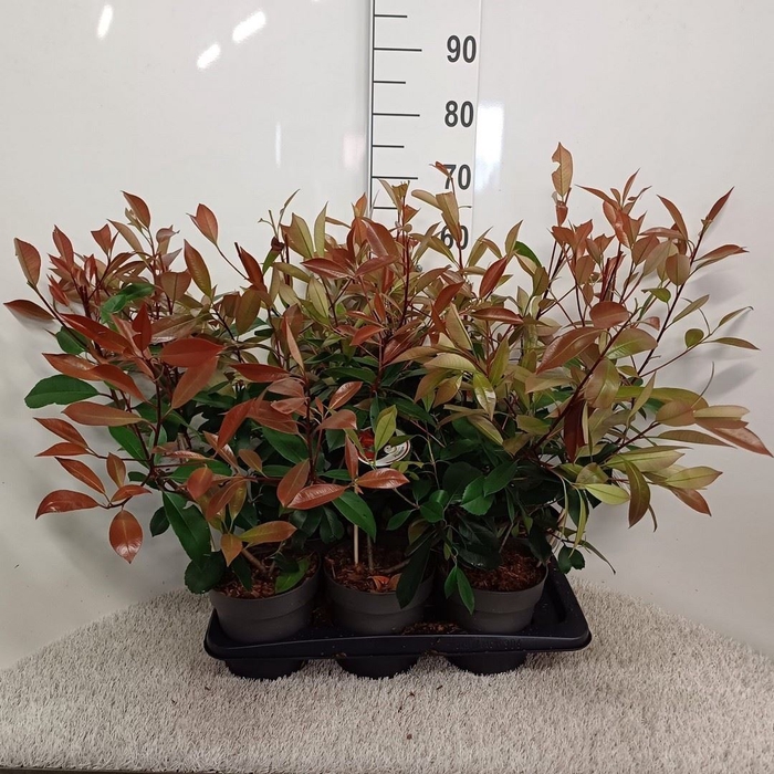 <h4>Photinia fraseri 'Red Robin'</h4>