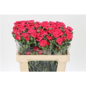 Di Te Solomio Symply Imre